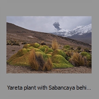 Yareta plant with Sabancaya behind, seen from W after snowfall